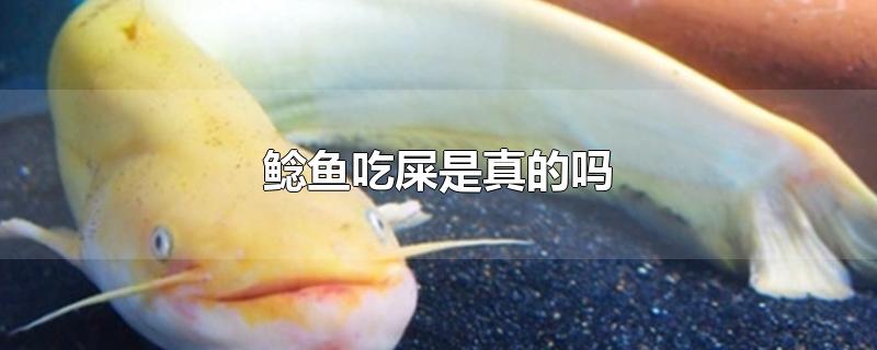 鯰魚吃屎是真的嗎-最新鯰魚吃屎是真的嗎整理解答