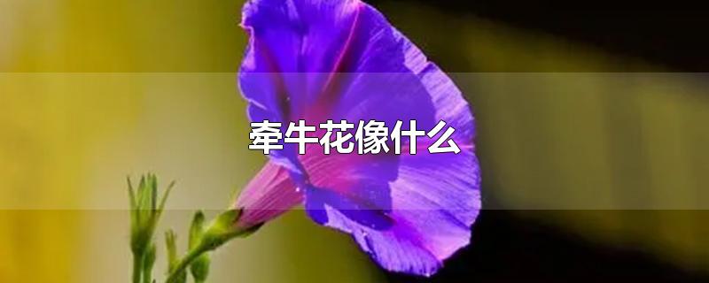 牵牛花像什么