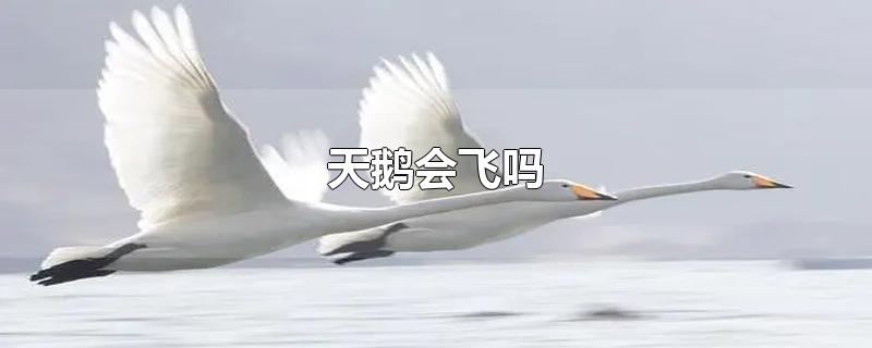 天鹅会飞吗