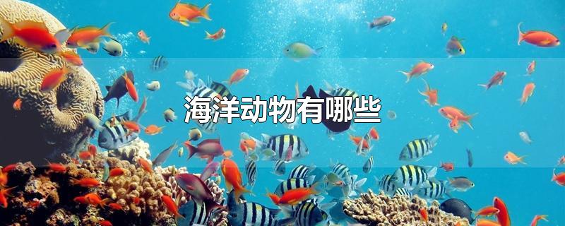 海洋动物有哪些-最新海洋动物有哪些整理解答