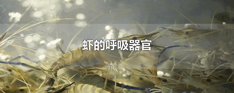 虾的呼吸器官