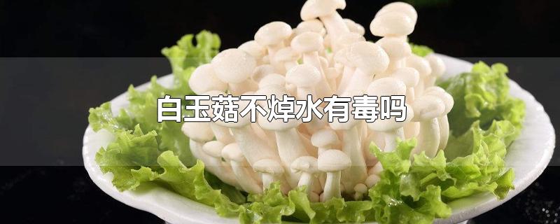 白玉菇不焯水有毒吗-最新白玉菇不焯水有毒吗整理解答