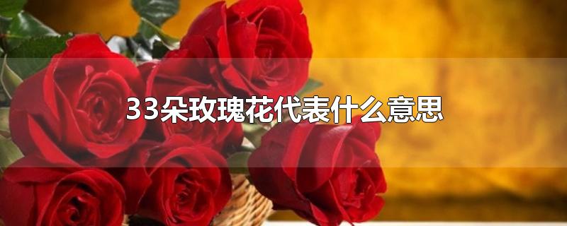 33朵玫瑰花代表什么意思