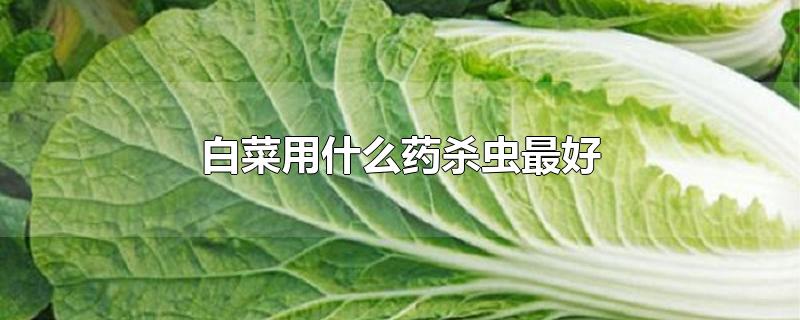 白菜用什么药杀虫最好