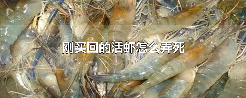 刚买回的活虾怎么弄死-最新刚买回的活虾怎么弄死整理解答