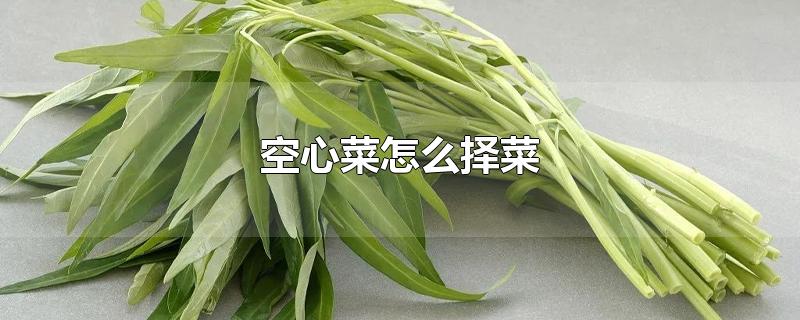 空心菜怎么择菜-最新空心菜怎么择菜整理解答