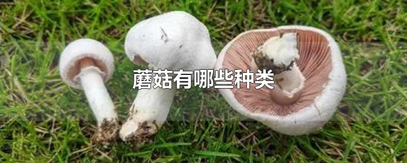 蘑菇有哪些种类-最新蘑菇有哪些种类整理解答