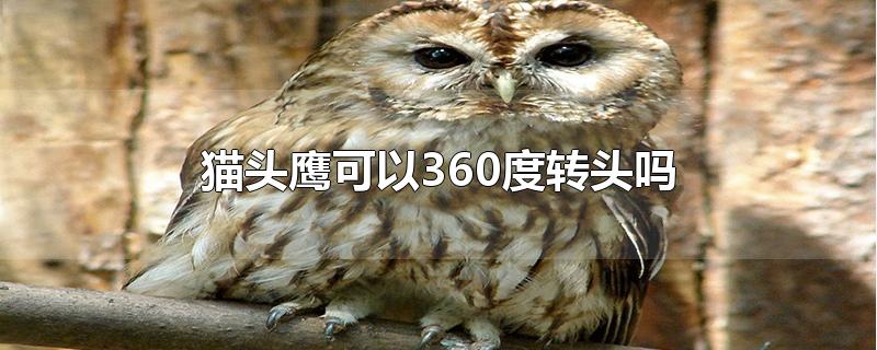 猫头鹰可以360度转头吗-最新猫头鹰可以360度转头吗整理解答