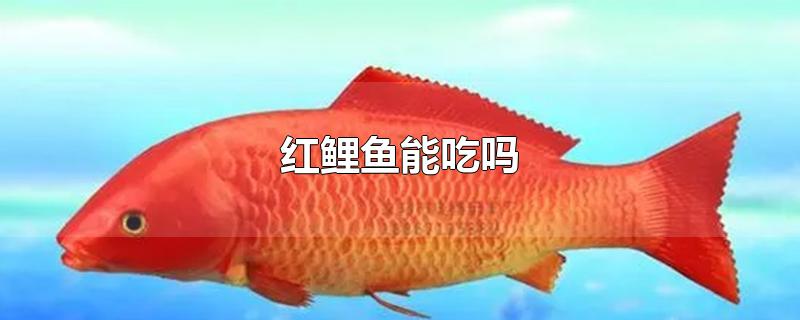 红鲤鱼能吃吗-最新红鲤鱼能吃吗整理解答