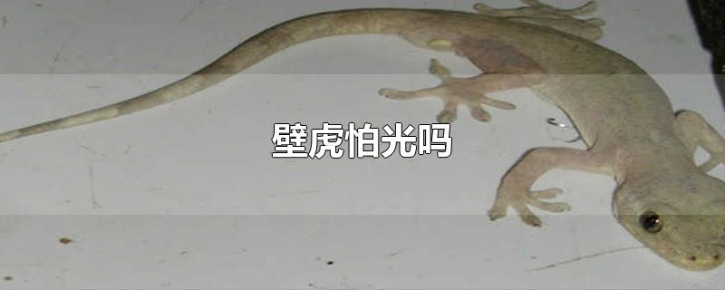 壁虎怕光吗-最新壁虎怕光吗整理解答