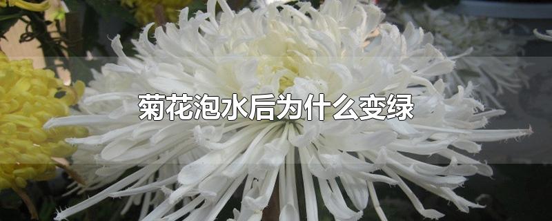 菊花泡水后为什么变绿