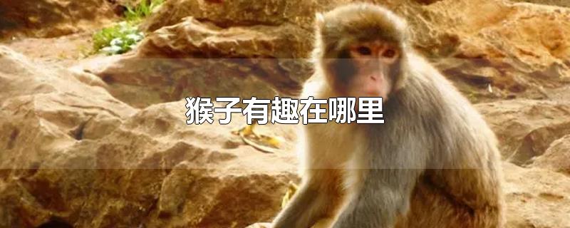 猴子有趣在哪里-最新猴子有趣在哪里整理解答