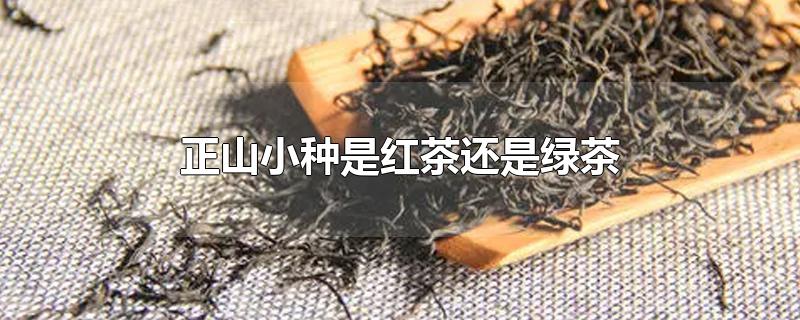 正山小种是红茶还是绿茶-最新正山小种是红茶还是绿茶整理解答