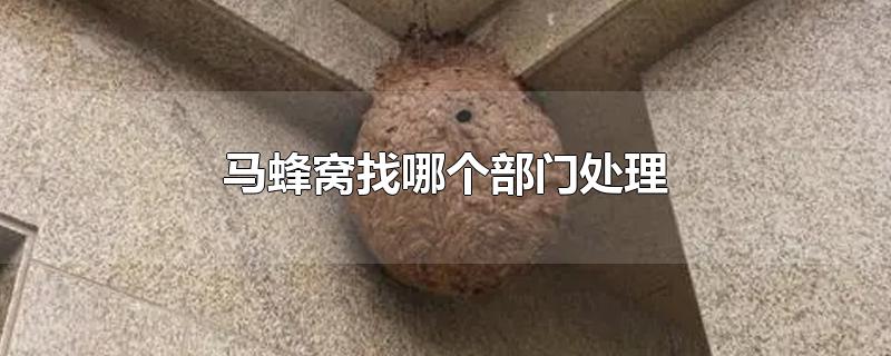 马蜂窝找哪个部门处理-最新马蜂窝找哪个部门处理整理解答