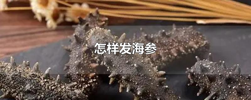 怎样发海参-最新怎样发海参整理解答