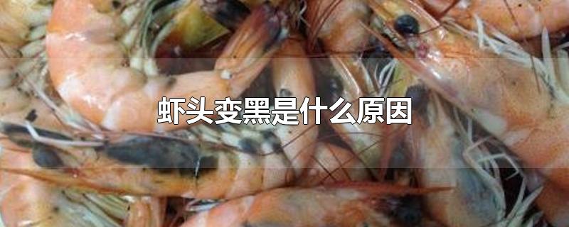 虾头变黑是什么原因-最新虾头变黑是什么原因整理解答