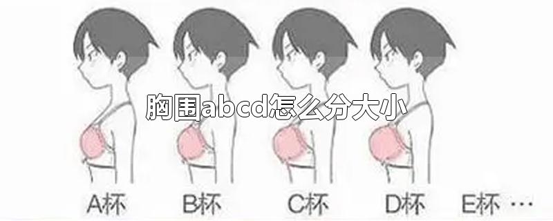 abcd胸型对照图片