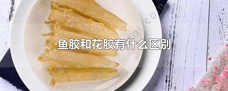 鱼胶和花胶有什么区别-最新鱼胶和花胶有什么区别整理解答