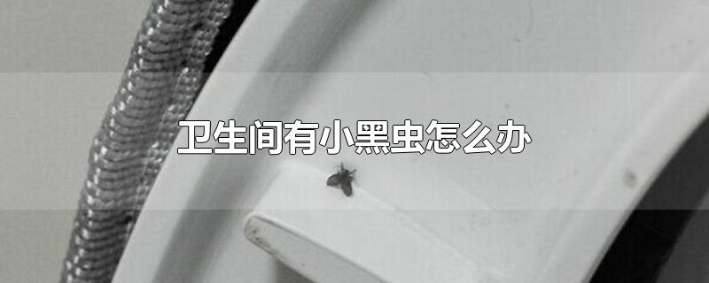 卫生间有小黑虫怎么办