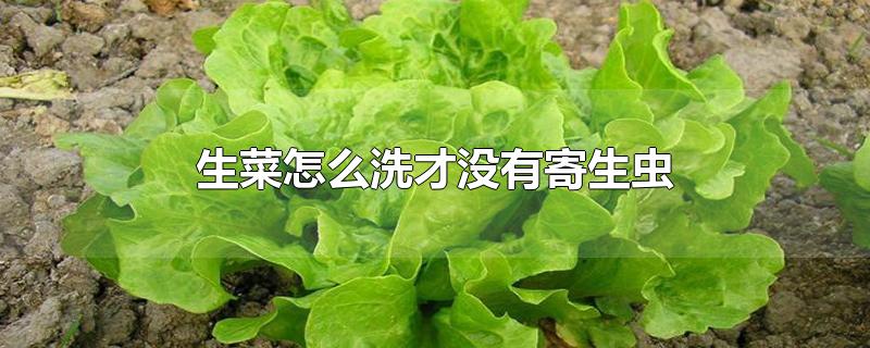 生菜怎么洗才没有寄生虫-最新生菜怎么洗才没有寄生虫整理解答