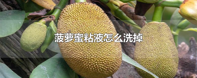 菠萝蜜粘液怎么洗掉