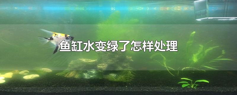 鱼缸水变绿了怎样处理