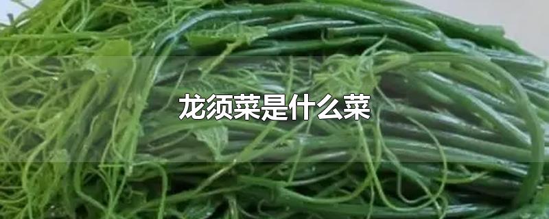 龙须菜是什么菜