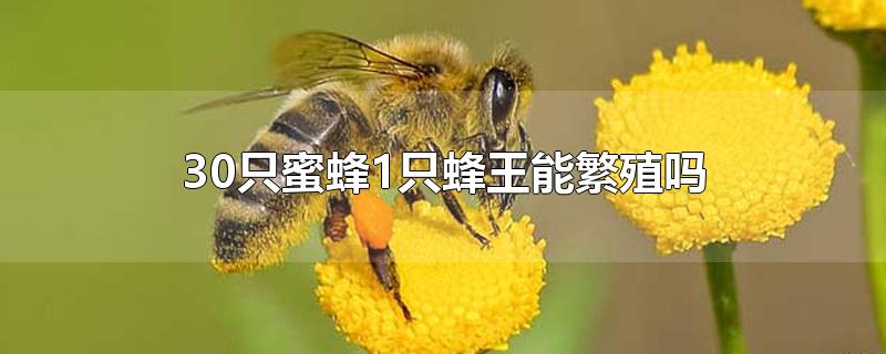 30只蜜蜂1只蜂王能繁殖吗-最新30只蜜蜂1只蜂王能繁殖吗整理解答