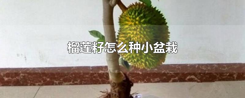 榴莲籽怎么种小盆栽-最新榴莲籽怎么种小盆栽整理解答