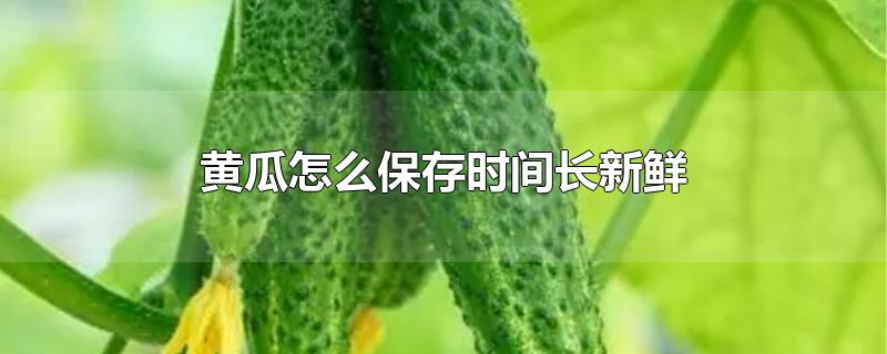 黄瓜怎么保存时间长新鲜-最新黄瓜怎么保存时间长新鲜整理解答