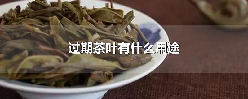 过期茶叶有什么用途-最新过期茶叶有什么用途整理解答