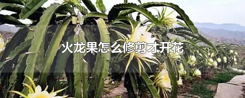 火龙果怎么修剪才开花