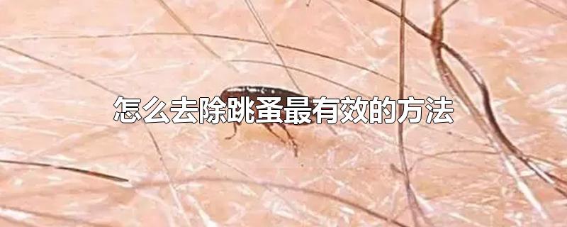 怎么去除跳蚤最有效的方法