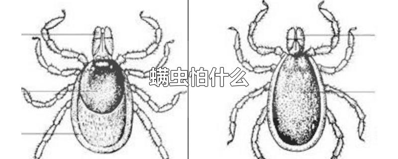 螨虫怕什么-最新螨虫怕什么整理解答