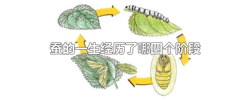 蚕的一生经历了哪四个阶段-最新蚕的一生经历了哪四个阶段整理解答