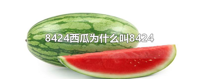 8424西瓜为什么叫8424