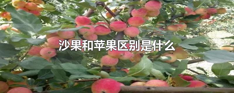 沙果和苹果区别是什么