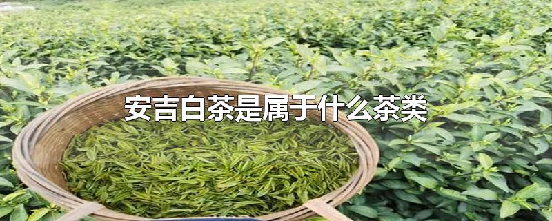 安吉白茶是属于什么茶类