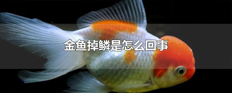 金鱼掉鳞是怎么回事