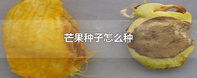 芒果种子怎么种