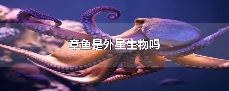 章鱼是外星生物吗-最新章鱼是外星生物吗整理解答