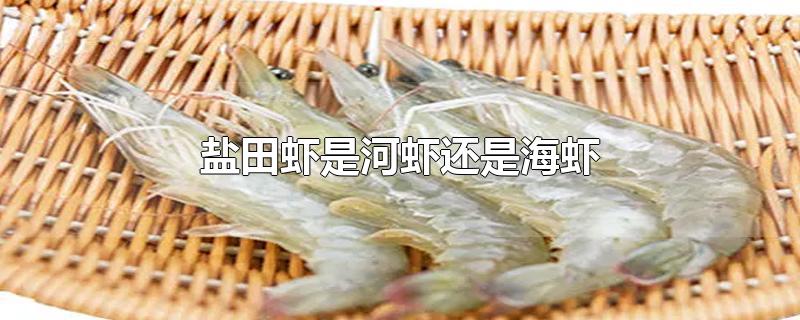 盐田虾是河虾还是海虾-最新盐田虾是河虾还是海虾整理解答