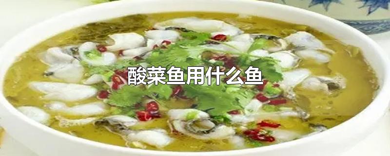 酸菜鱼用什么鱼