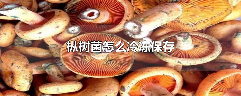 枞树菌怎么冷冻保存