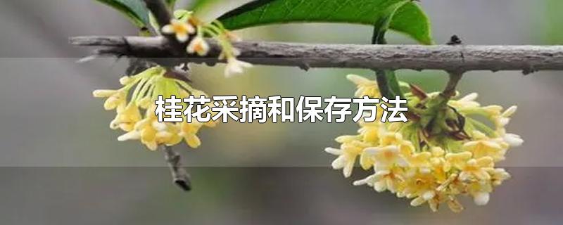 桂花采摘和保存方法