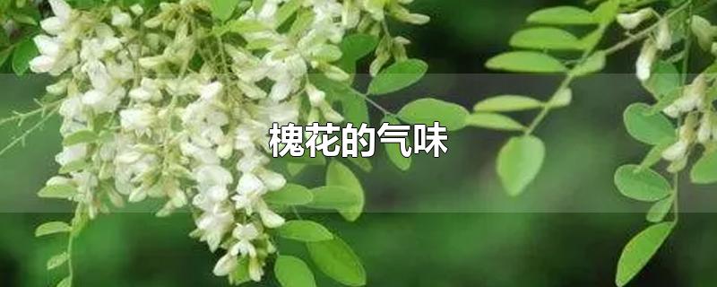 槐花的气味