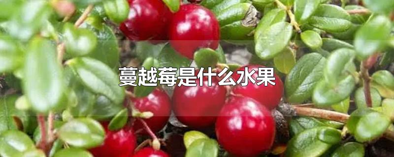 蔓越莓是什么水果