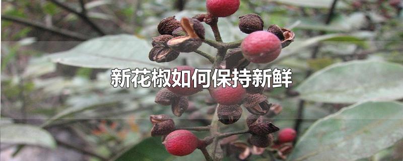 新花椒如何保持新鲜-最新新花椒如何保持新鲜整理解答