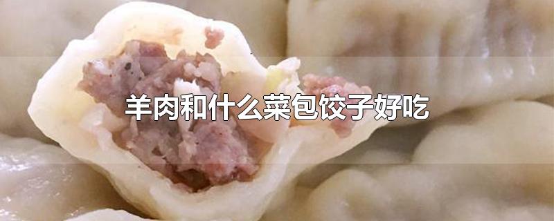 羊肉和什么菜包饺子好吃-最新羊肉和什么菜包饺子好吃整理解答