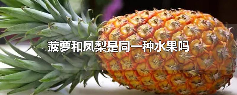 菠萝和凤梨是同一种水果吗